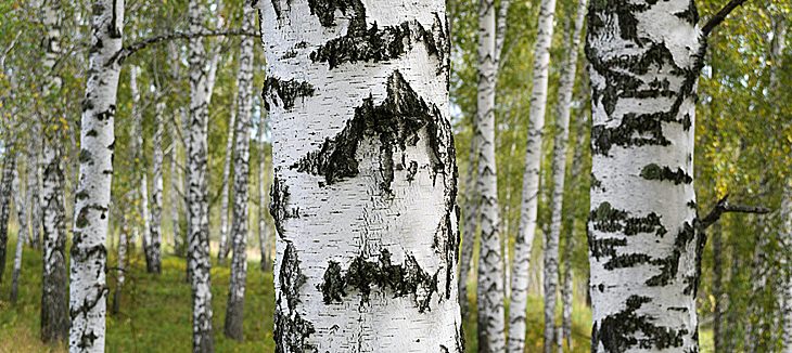 birch-utvald