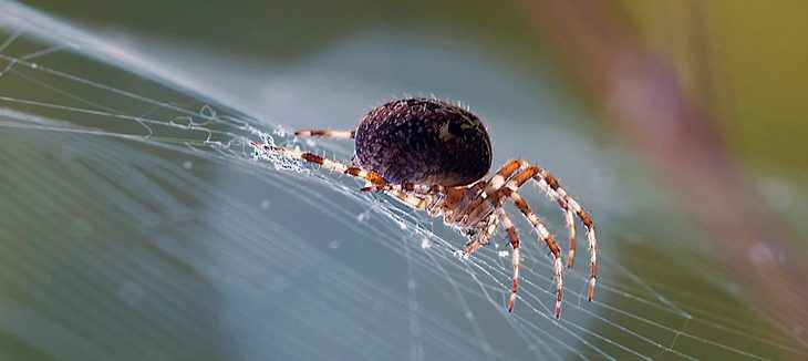 spider-web-utvald
